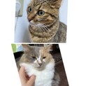 姉妹猫（2匹）さんの里親様、募集です。