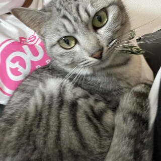 キジトラ(グレー)