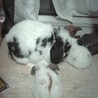 たれ耳うさぎさん