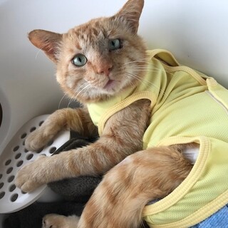 事故で要介護の状態ですが、可愛いはまぐりくんです