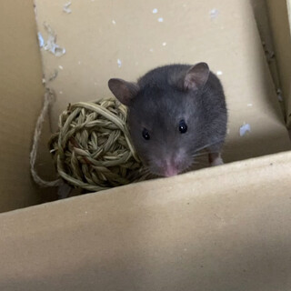 茶色がかった黒のゴールデンハムスターの女の子