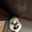綺麗な三毛