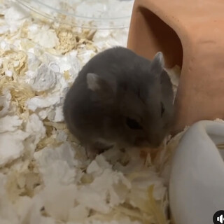 ロシアンブルージャンガリアンの女の子です