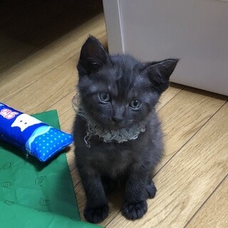 2ヶ月弱くらいの　くま君