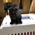 ２か月弱くらいのチビくん