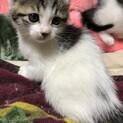 キジ白の仔猫三兄妹の里親募集。