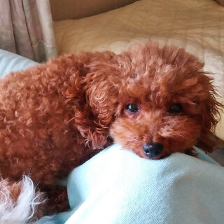 アプリコットトイプードルのアッコちゃん