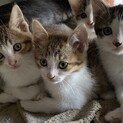 生後2ヶ月の子猫達です！