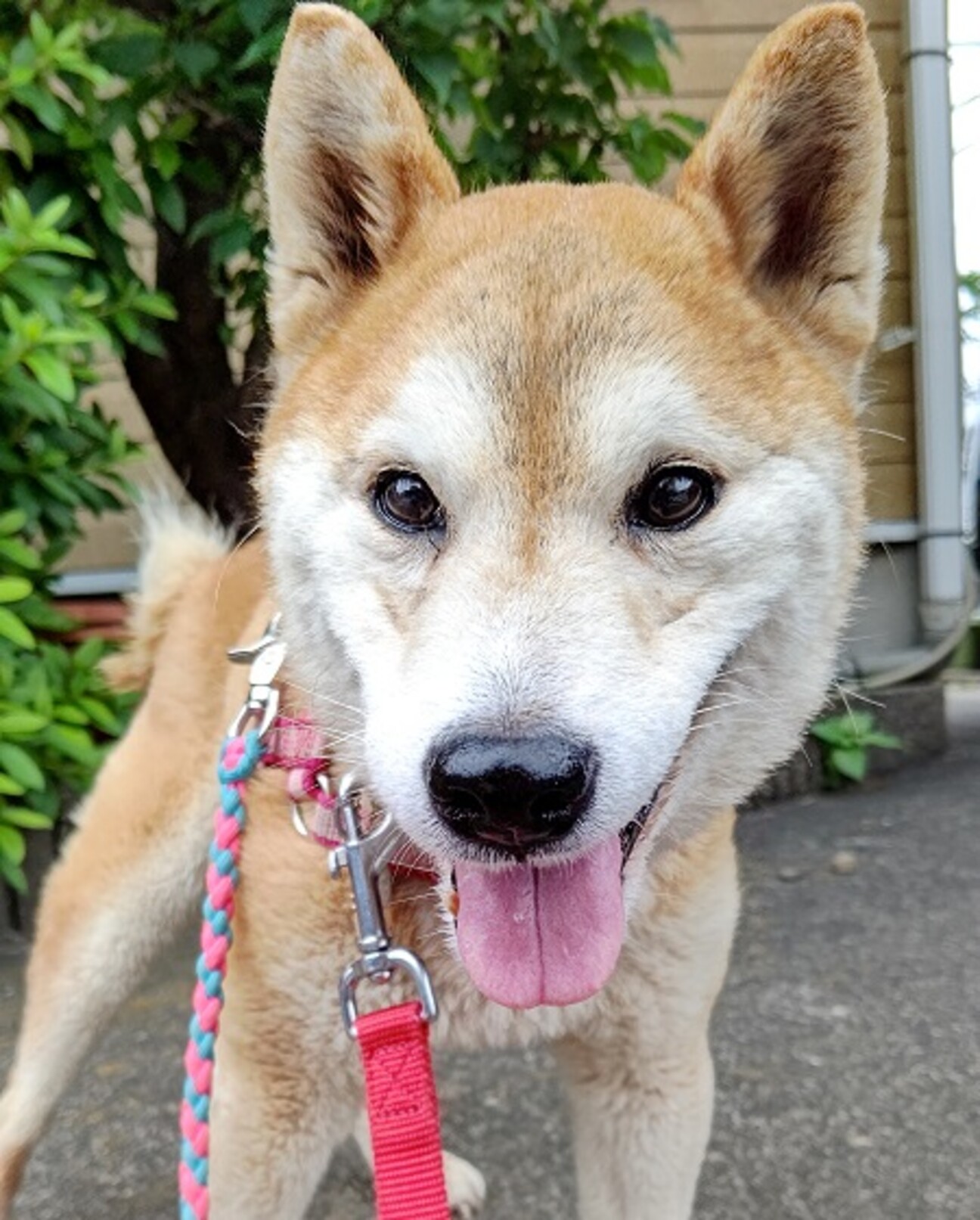 天然キャラの柴ばあちゃん 東京都 犬の里親募集 ペットのおうち 月間利用者150万人