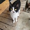 庭で過ごすようになった野良猫