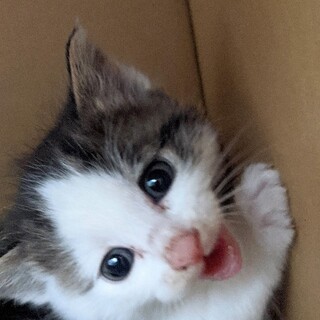 すぐ抱っこをせがむ甘えた　けやきちゃん