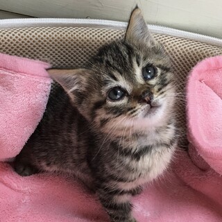 里親決定。草刈り中に保護された正雄くん