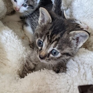 末っ子気質の甘えた　ねむちゃん