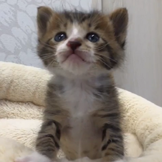 動物病院発！5兄妹の里親募集　①男の子