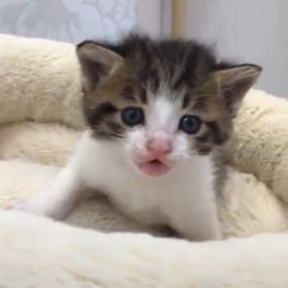 動物病院発！5兄妹の里親募集　②男の子