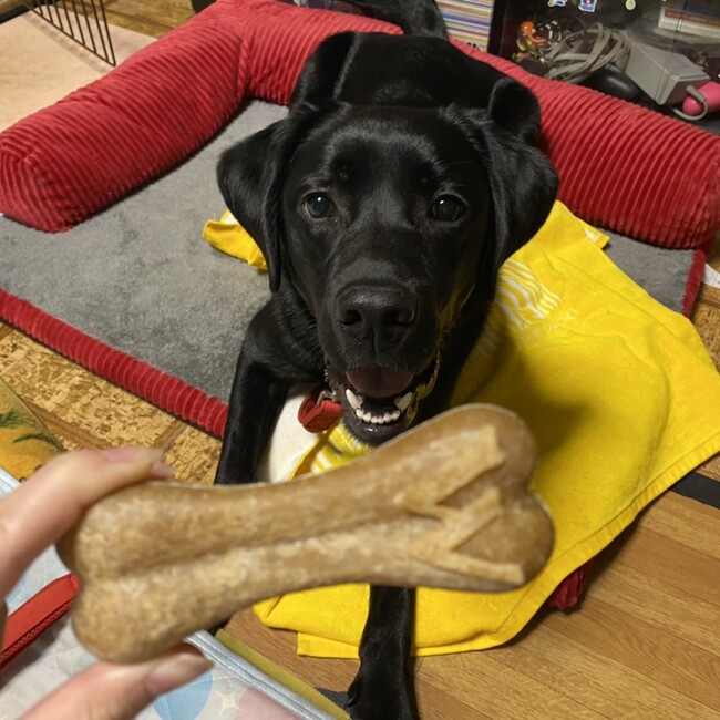 うさぎのきなちゃんのカバー写真