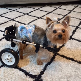 明るく活発なヨーキー♂コウヘイ