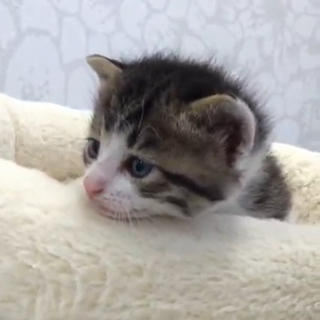 動物病院発！5兄妹の里親募集　③男の子