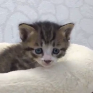 動物病院発！5兄妹の里親募集　④女の子