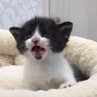 動物病院発！5兄妹の里親募集　⑤男の子