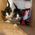 シロクロ子猫
