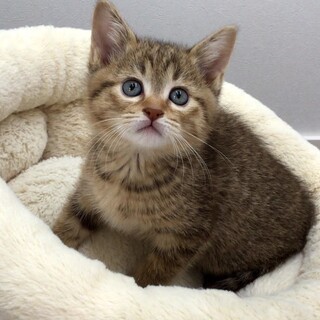 動物病院発！もっふり♪福ちゃん　男の子