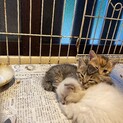子猫三兄弟