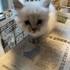 子猫三兄弟 サムネイル2
