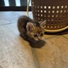子猫三兄弟 サムネイル3