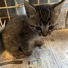 子猫三兄弟 サムネイル4