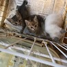 子猫三兄弟 サムネイル5