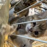 子猫三兄弟 サムネイル6