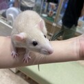 ファンシーラット メス  一旦応募停止