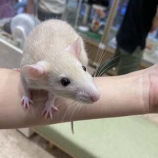 ファンシーラット メス  一旦応募停止