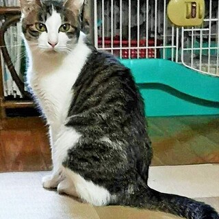 美猫の丸ちゃん―経験者向き