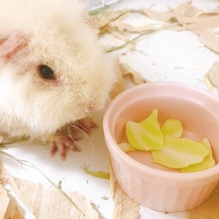 モルモットちゃんの里親募集致します