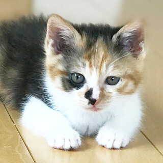 生後１ヶ月半の可愛い三毛猫♡