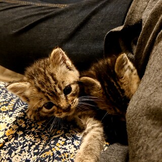 キジトラの子猫里親募集します