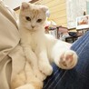はるかなちょ