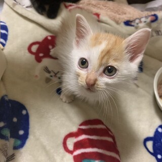 ありがとうございました★可愛い茶白のポポくん