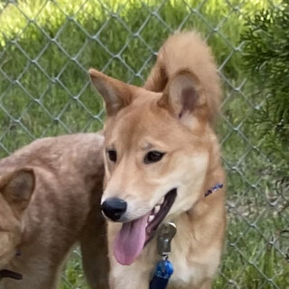 あなたのバディにしてください。