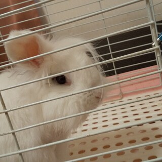 真っ白なライオンロップイヤーちゃん