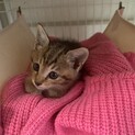 【面会決定】人懐っこい子猫1ヶ月