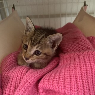 【面会決定】人懐っこい子猫1ヶ月