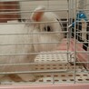 真っ白なライオンロップイヤーちゃん サムネイル4
