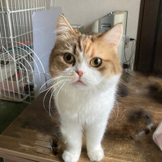 《里親サマ決定》スコティッシュ･:*+.ミケっち