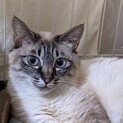 【再募集】パール♡しあわせにゃんこになりました