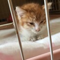 保護猫2ヶ月