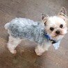 ヨークシャーテリアのよーくん♂5才 サムネイル3