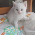 家猫修行中